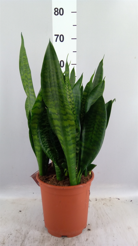 Sansev Black Coral 21Ø 60cm