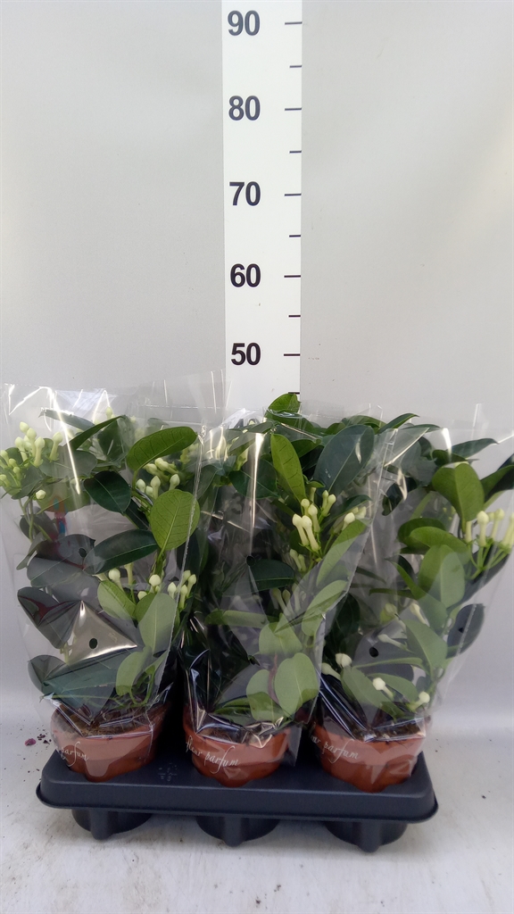 Steph Floribunda Ov 12Ø 45cm