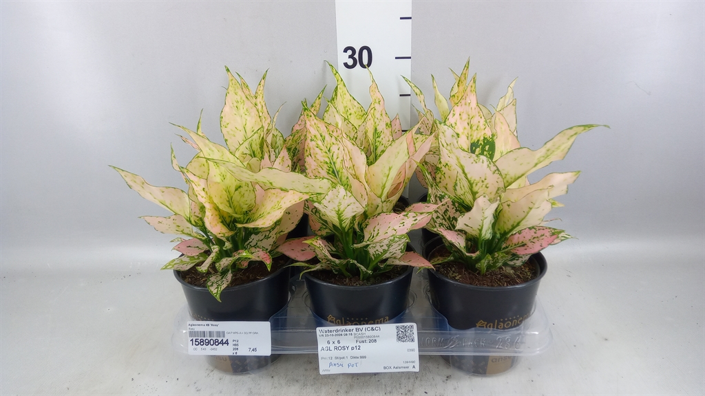Aglao Rosy 12Ø 35cm