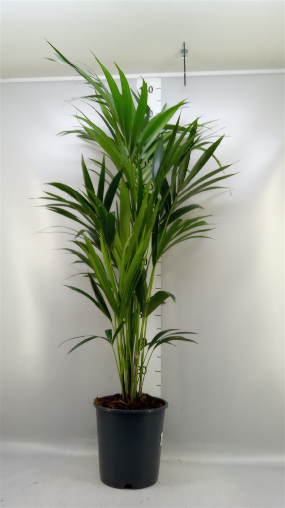 Howea Forsteriana