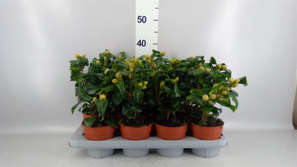 Camellia Japonica Brushfields Yellow 13Ø 35cm