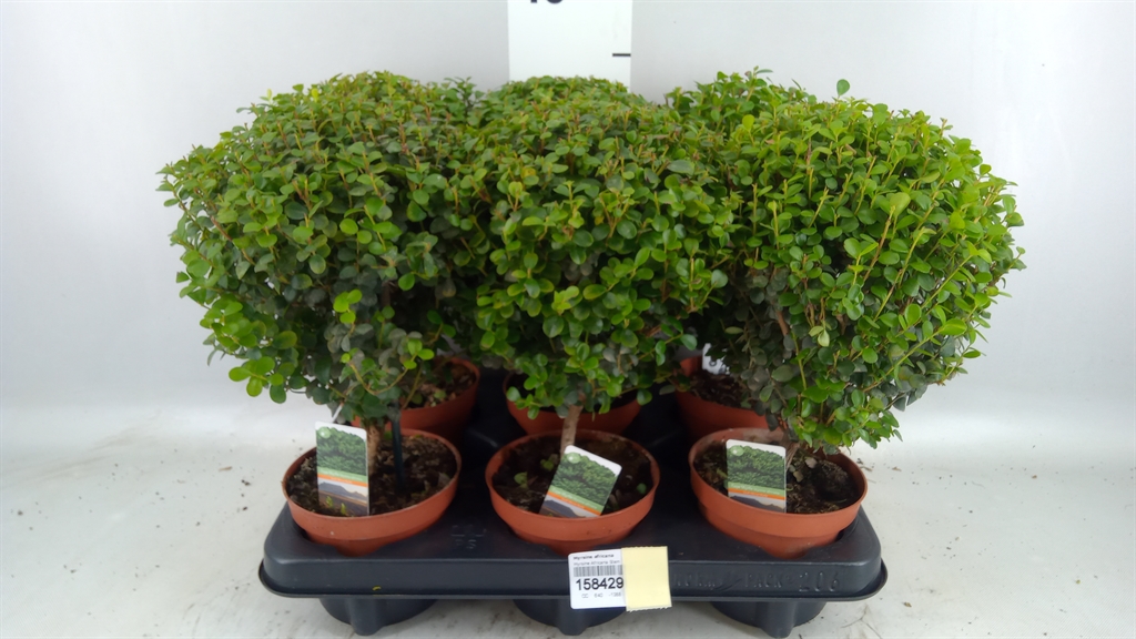 Myrsine Africana 12Ø 30cm