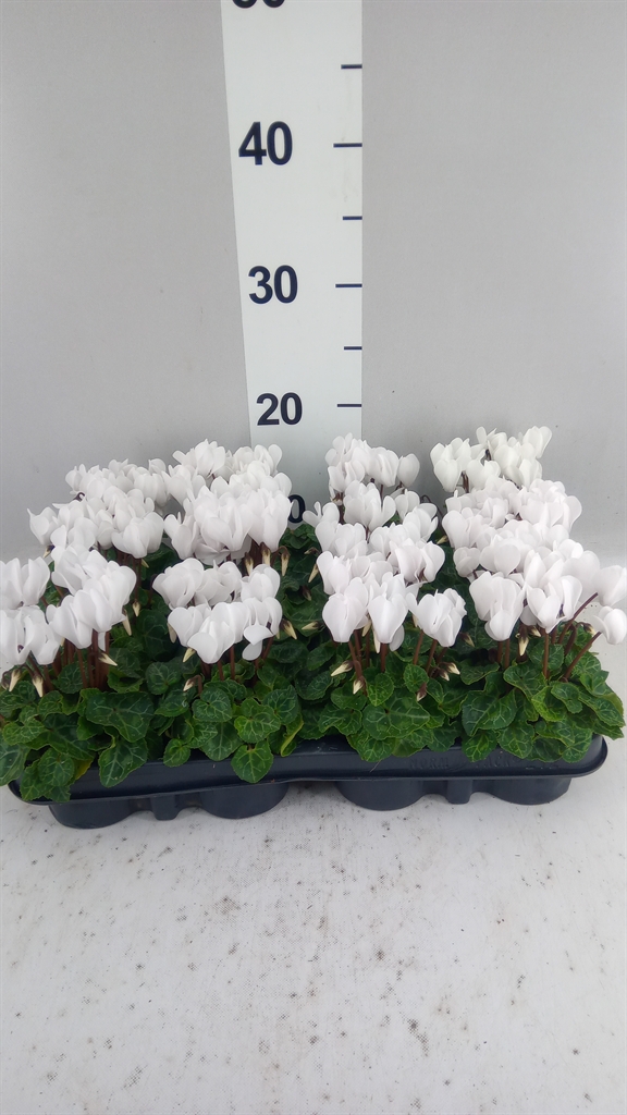Cyclamen Super Serie Verano 7Ø 17cm