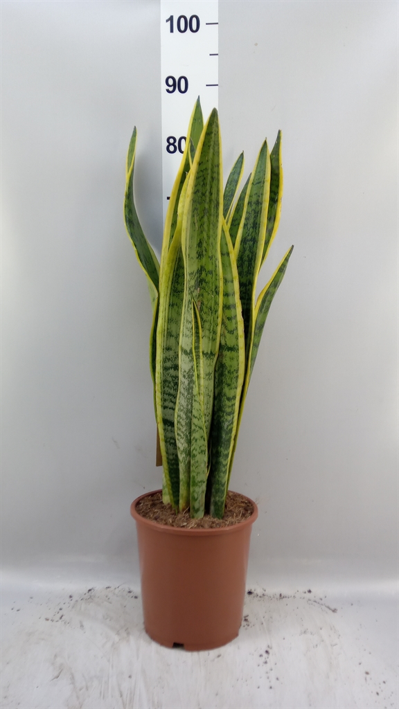 Sansev Laurentii 21Ø 80cm