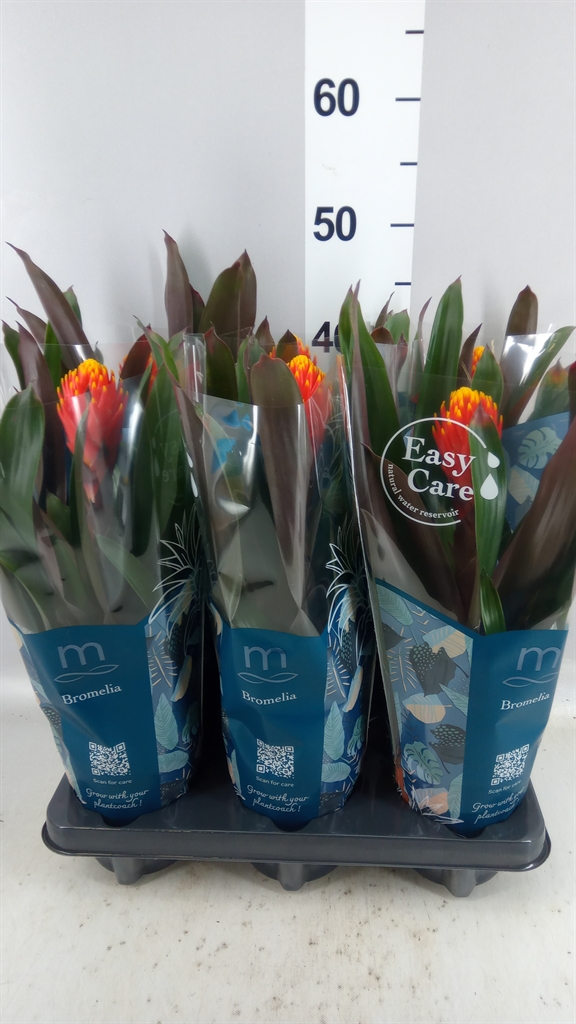 Guzmania Tala 12Ø 43cm