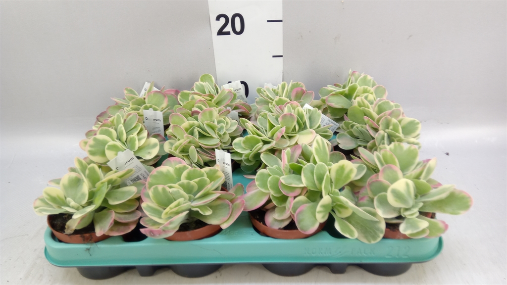 Kalanchoe Thyrsiflora 8Ø 16cm