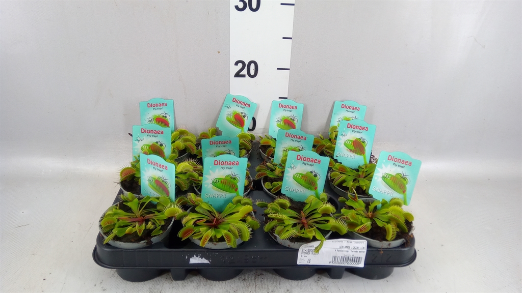 Dionaea Muscipula 9Ø 15cm