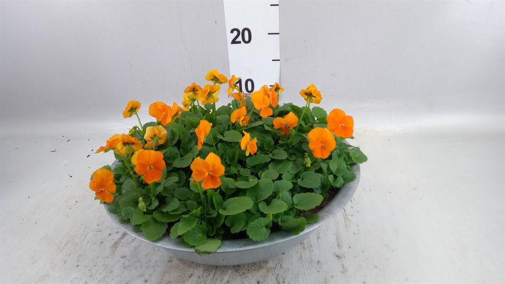 Vio Co Sor Xp Orange 35Ø 25cm