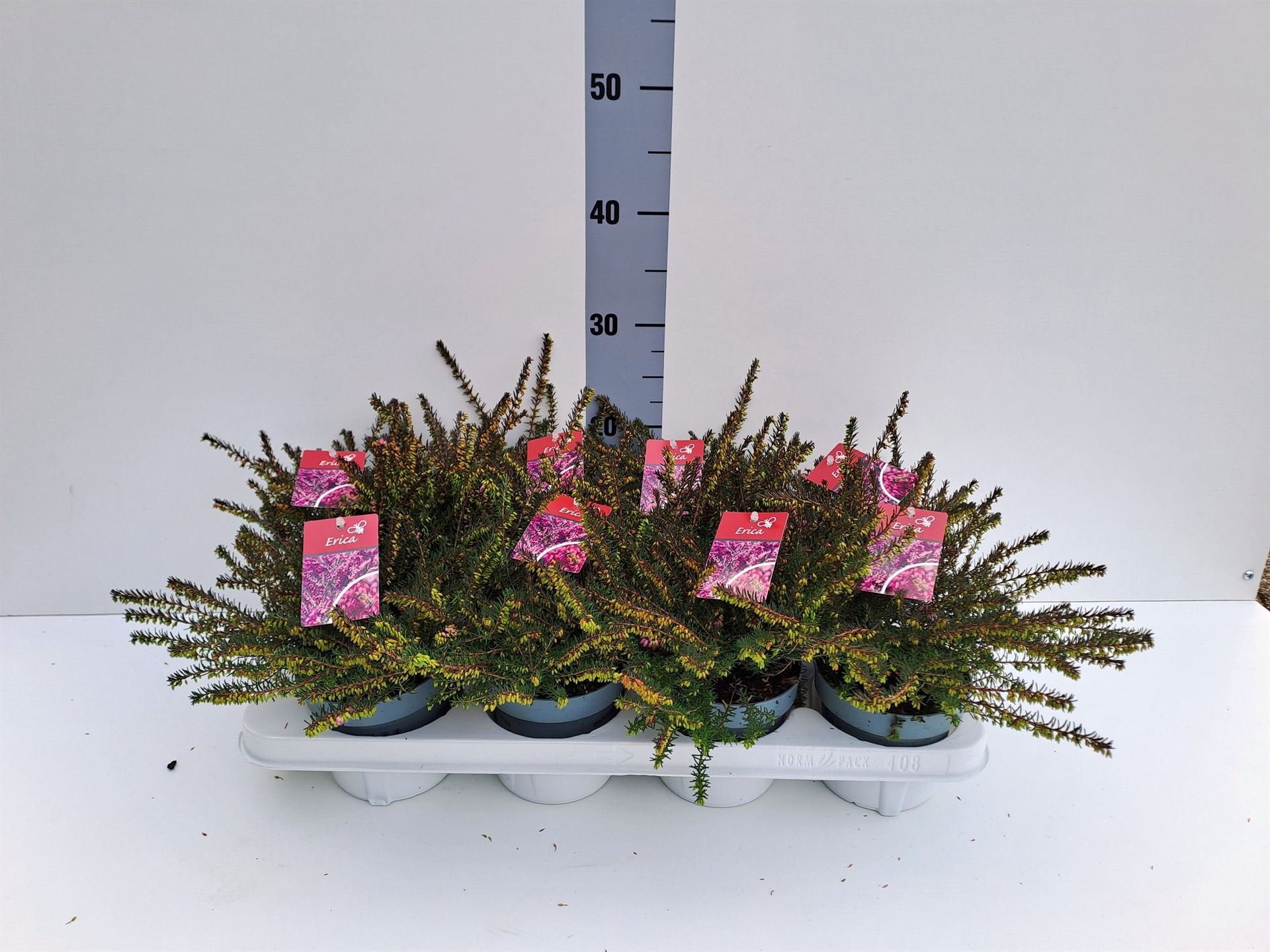 Erica Darleyensis Kramer's Rote 12Ø 20cm