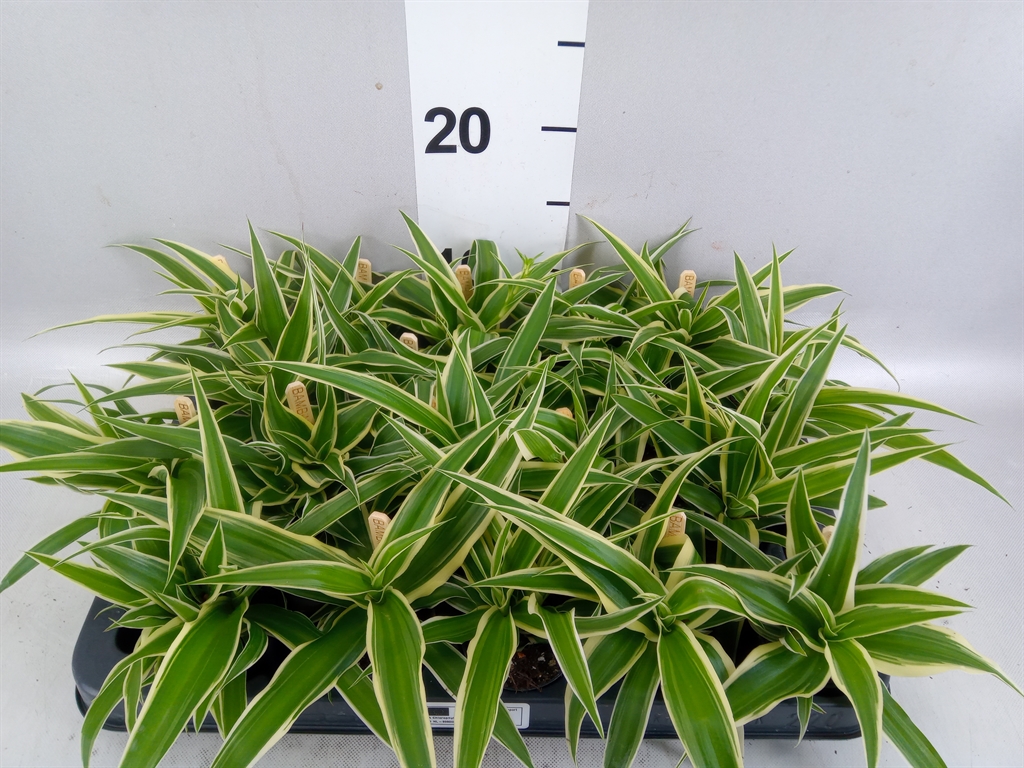 Chlorophytum Ocean 5Ø 10cm