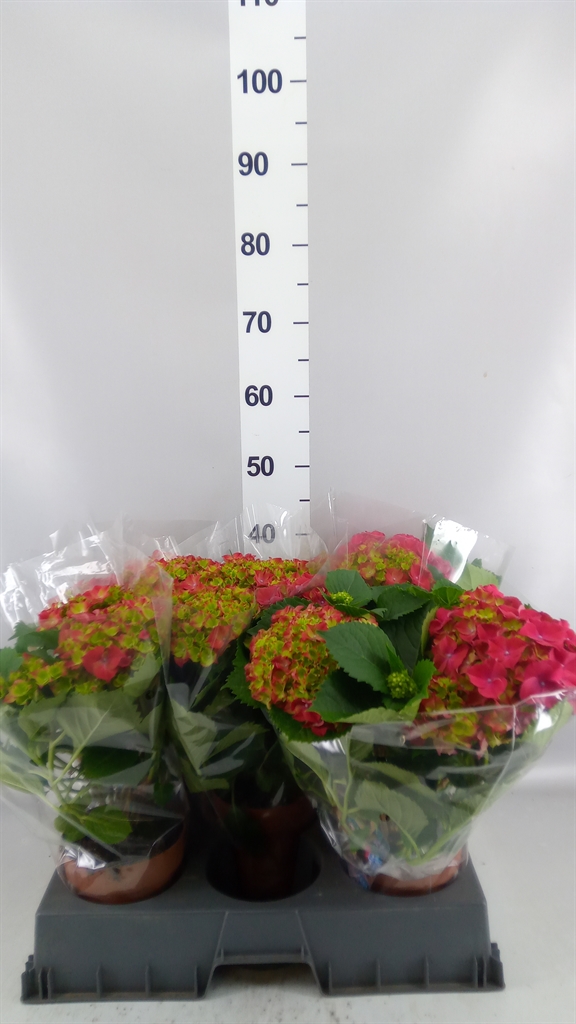 Hydrangea Hi Fire 14Ø 38cm 5bl