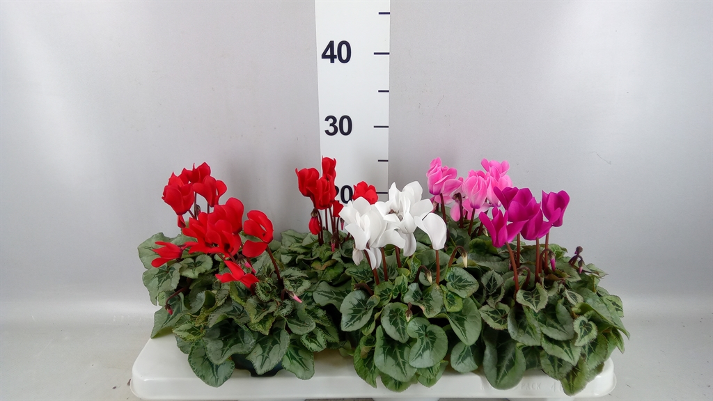 Cyclamen Midi Super Serie Rembrandt 12Ø 26cm