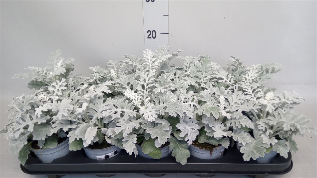 Jacobaea Maritima 11Ø 25cm