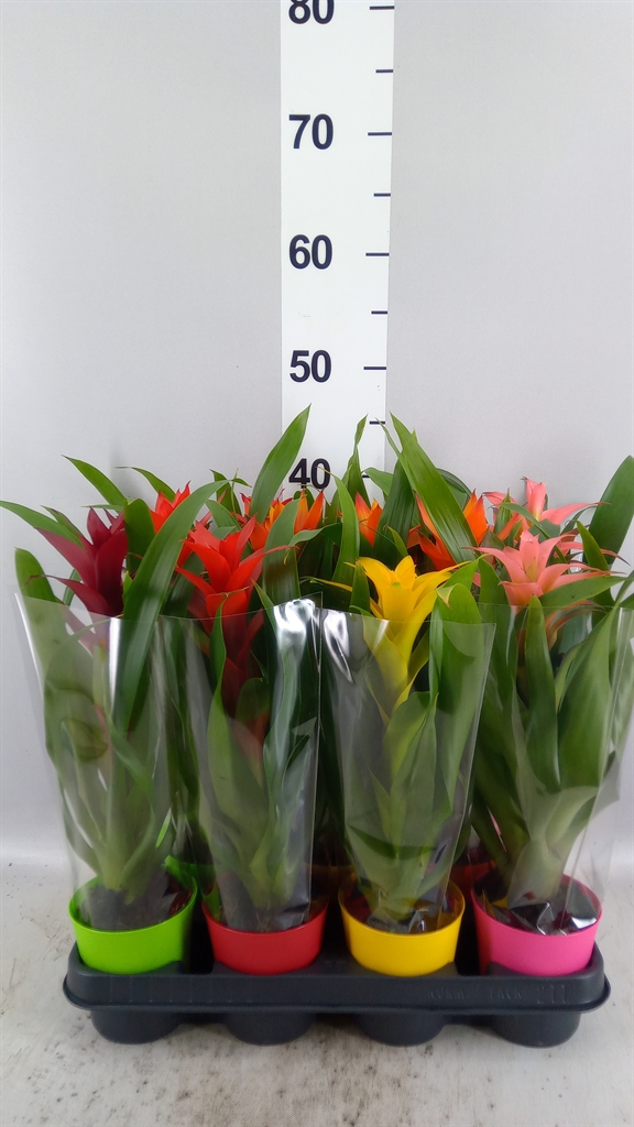 Guzmania Mix 10Ø 35cm