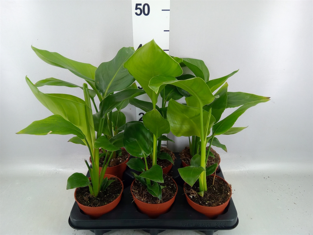 Strelitzia Nicolai 12Ø 45cm