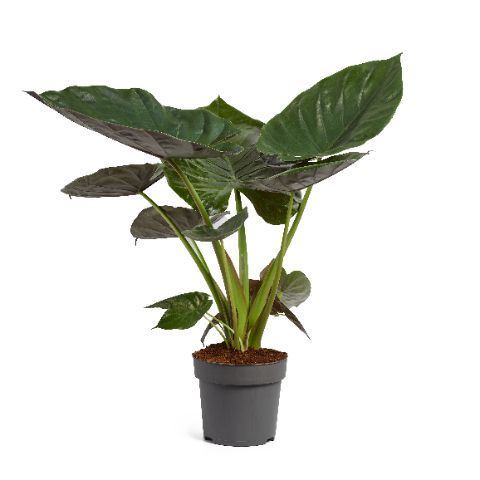 Alocasia Wentii 24Ø 100cm