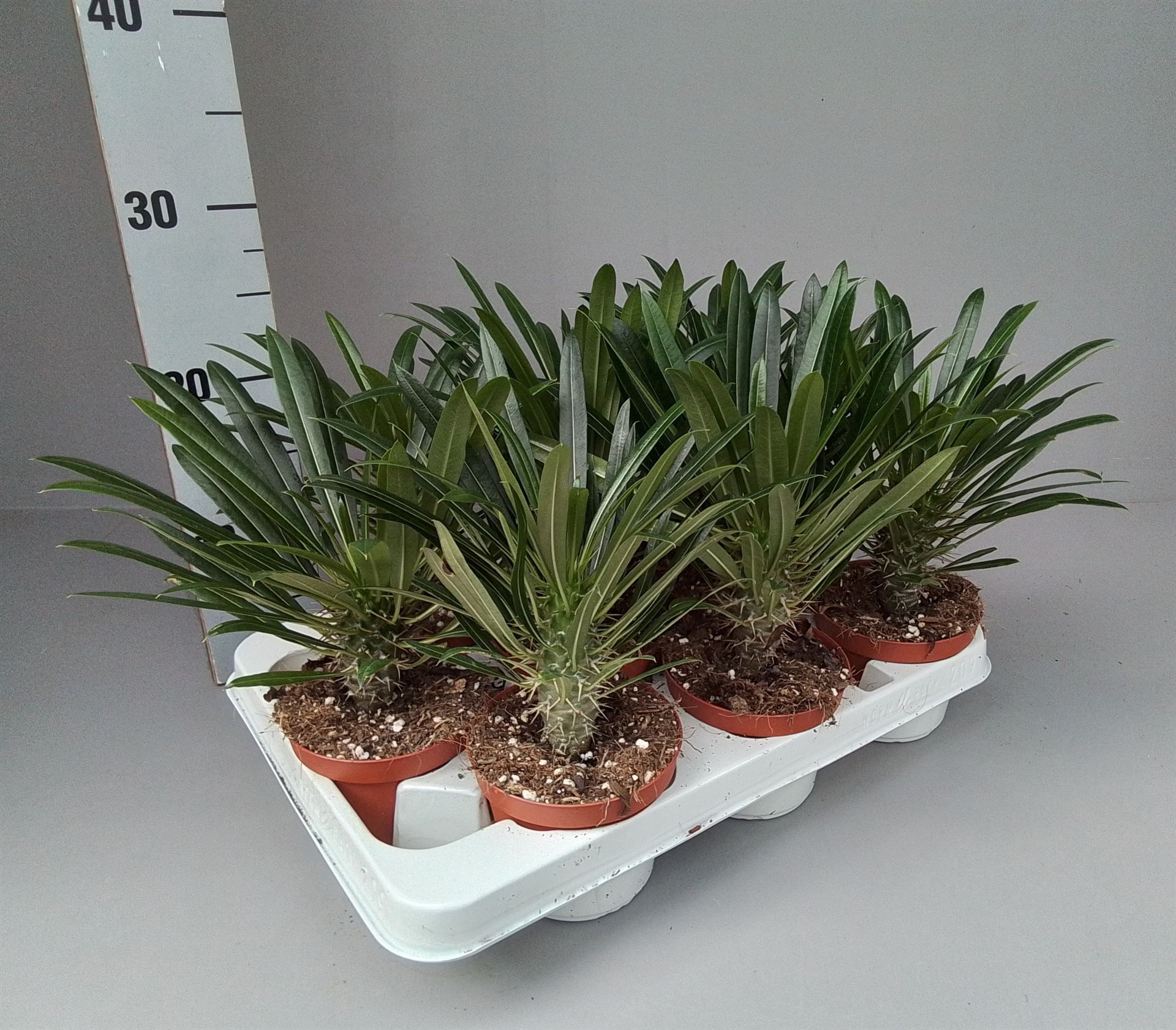 Pachypodium Lamerei 10Ø 20cm