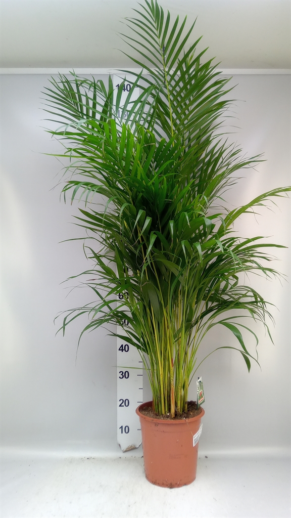 Dypsis Lutescens 24Ø 130cm
