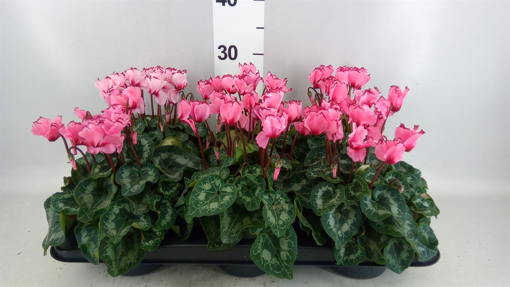Cyclamen Victoria Salmon 13Ø 30cm
