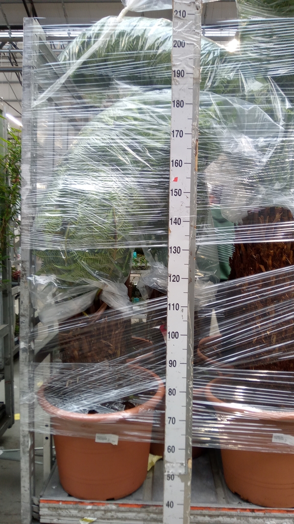 Dicksonia Antarctica 50Ø 150cm