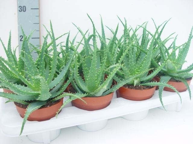 Aloe Arborescens 12Ø 25cm