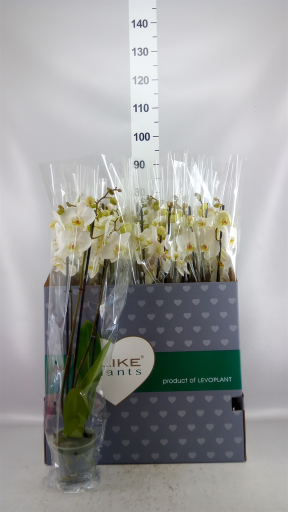 Phalaenopsis White 2 Stem 12Ø 75cm
