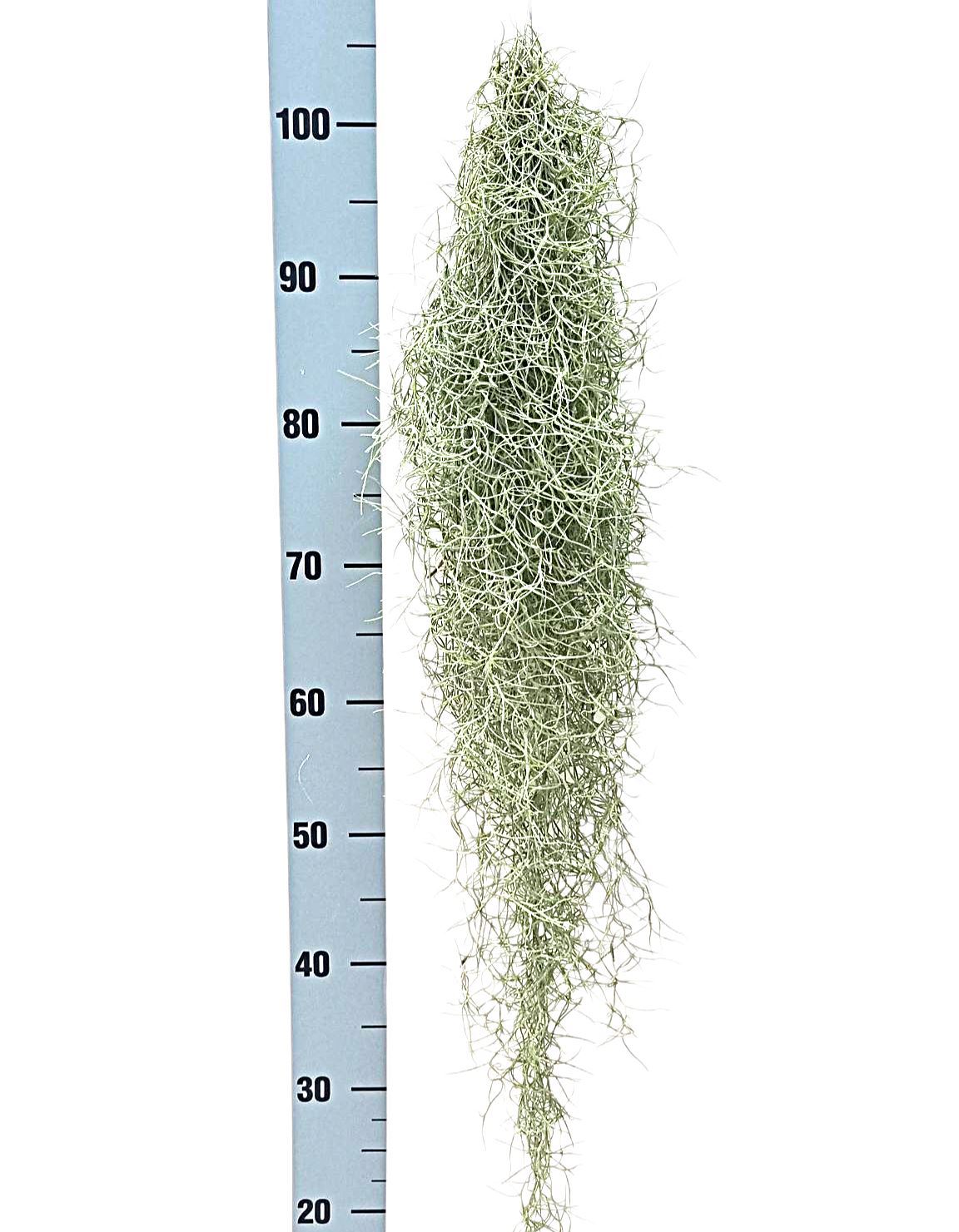 Till Usneoides