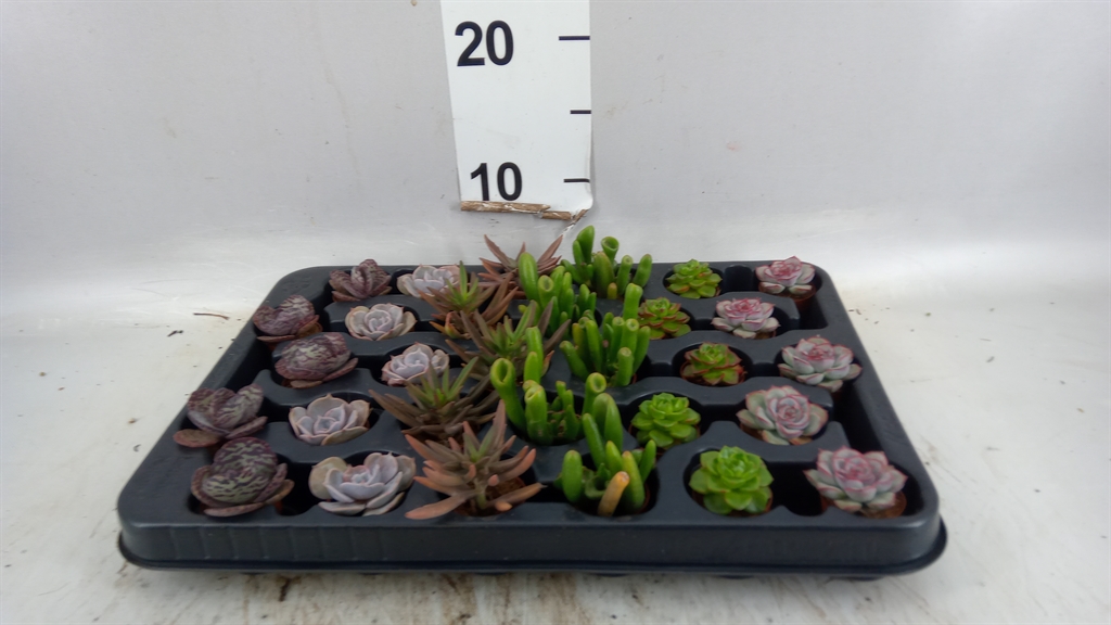 Succulenten Overig 503Ø