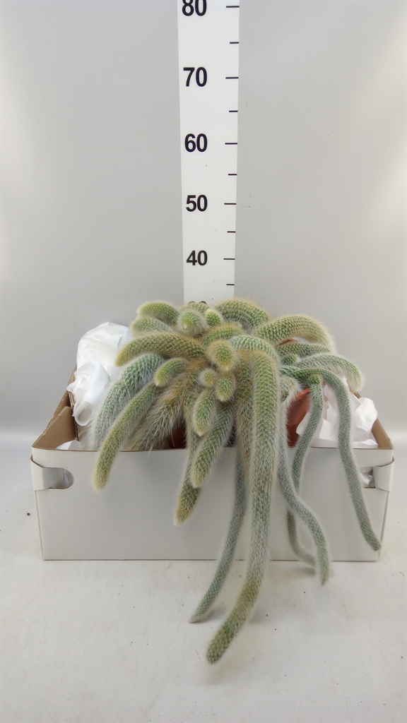 Cactus Hangplant 27Ø 55cm