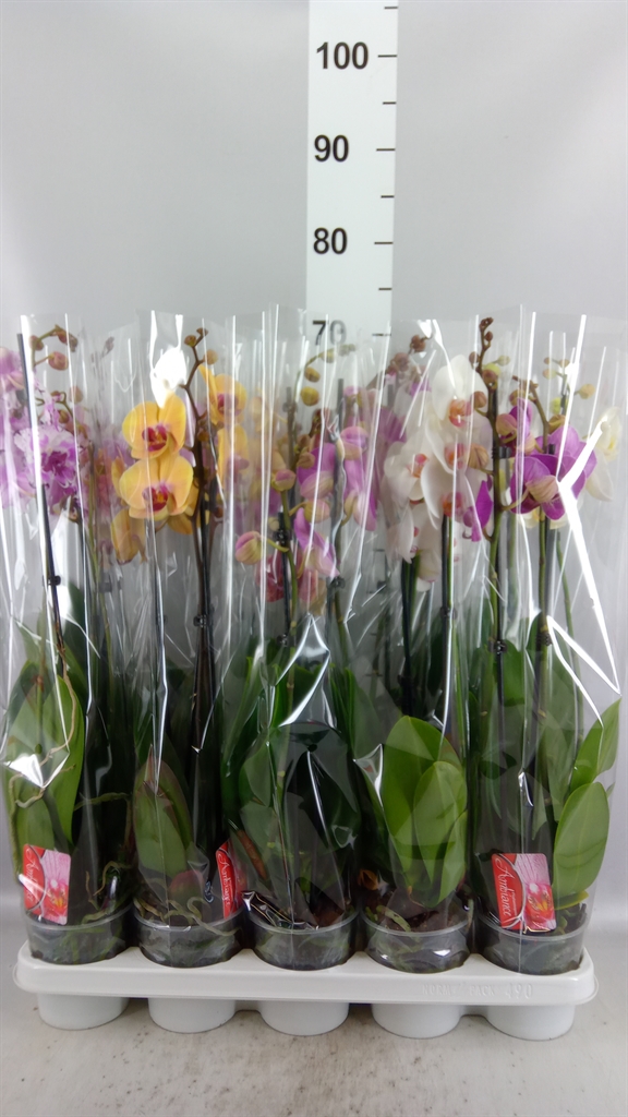 Phalaenopsis Asst 12Ø 65cm