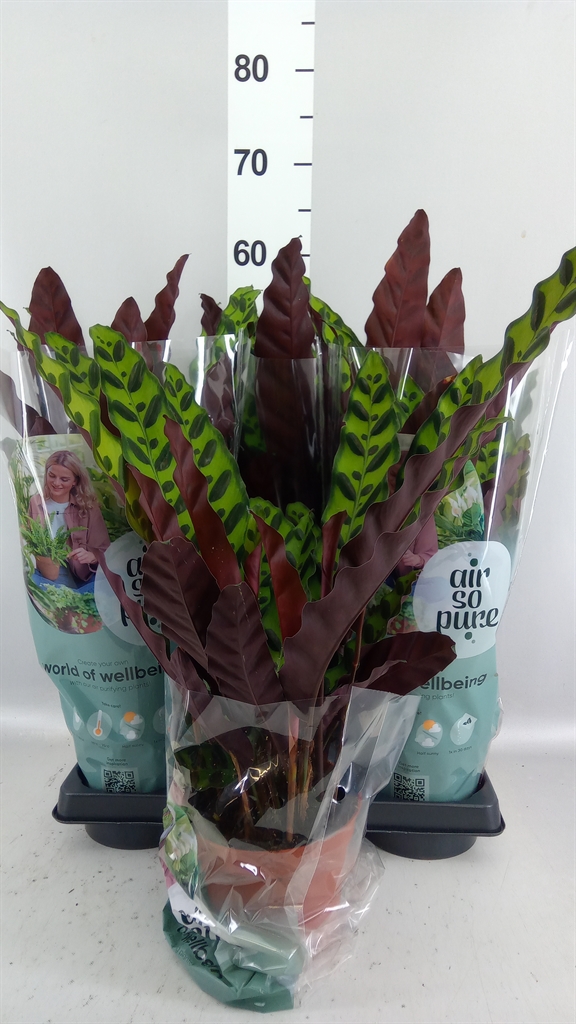 Calathea Lancifolia 14Ø 35cm