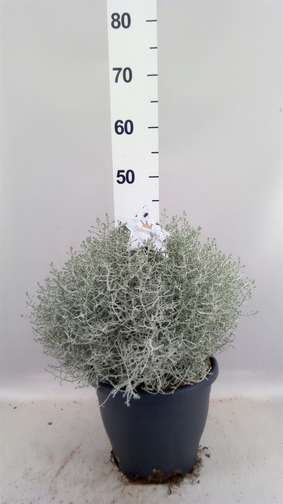Calocephalus 23Ø 45cm