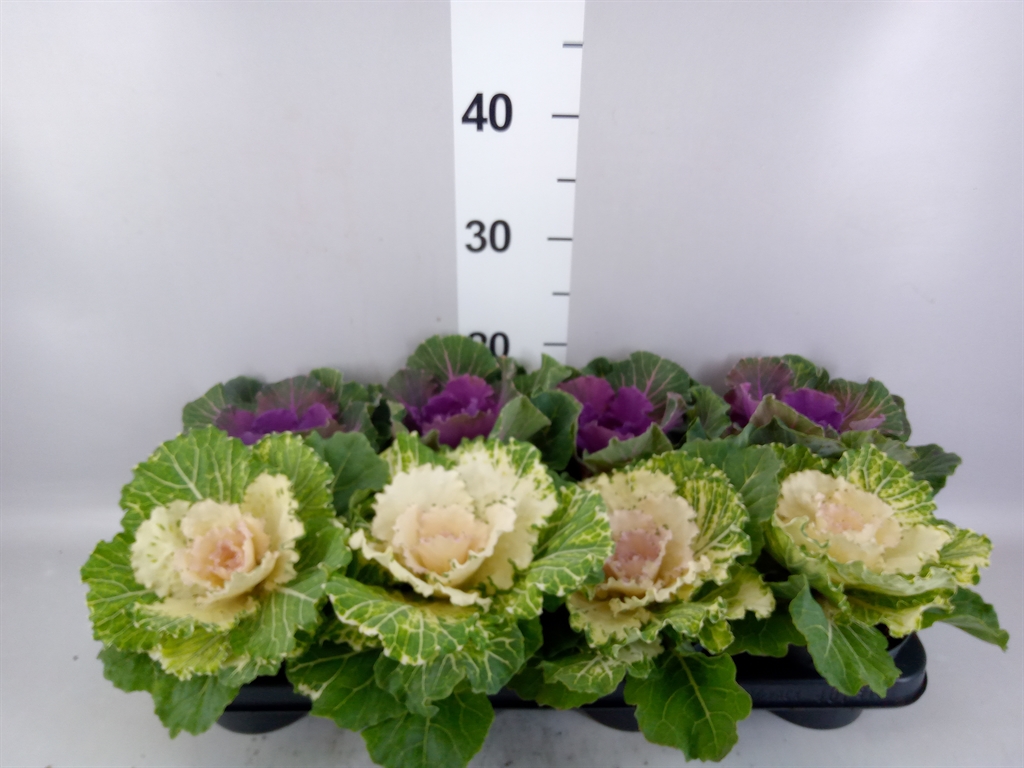 Brassica Oleracea 12Ø 15cm