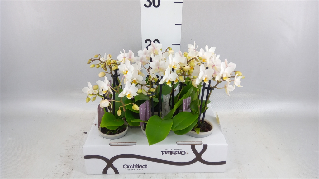 Phalaenopsis Mini 6Ø 17cm 2st