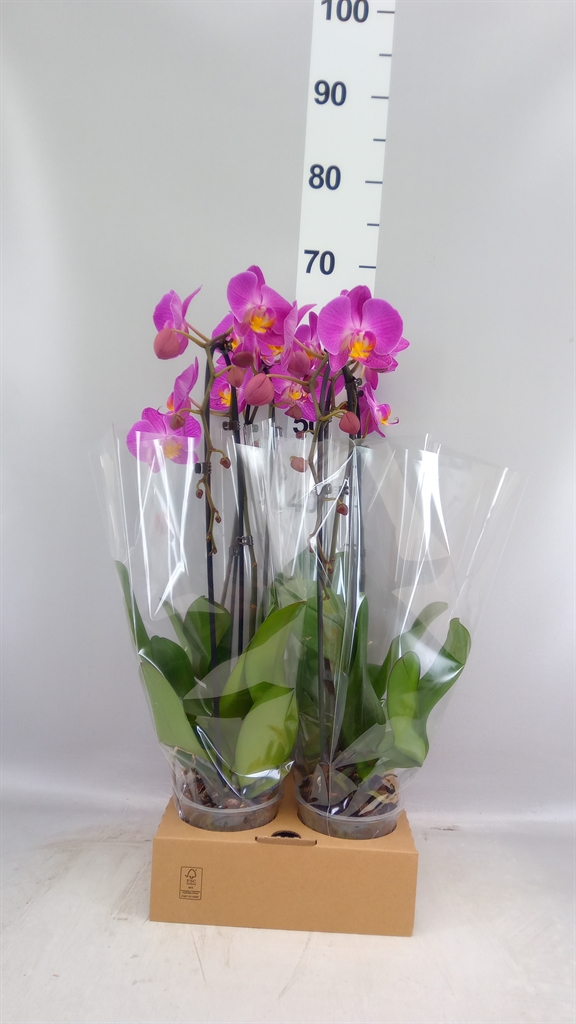Phal El Cascade 12Ø 45cm