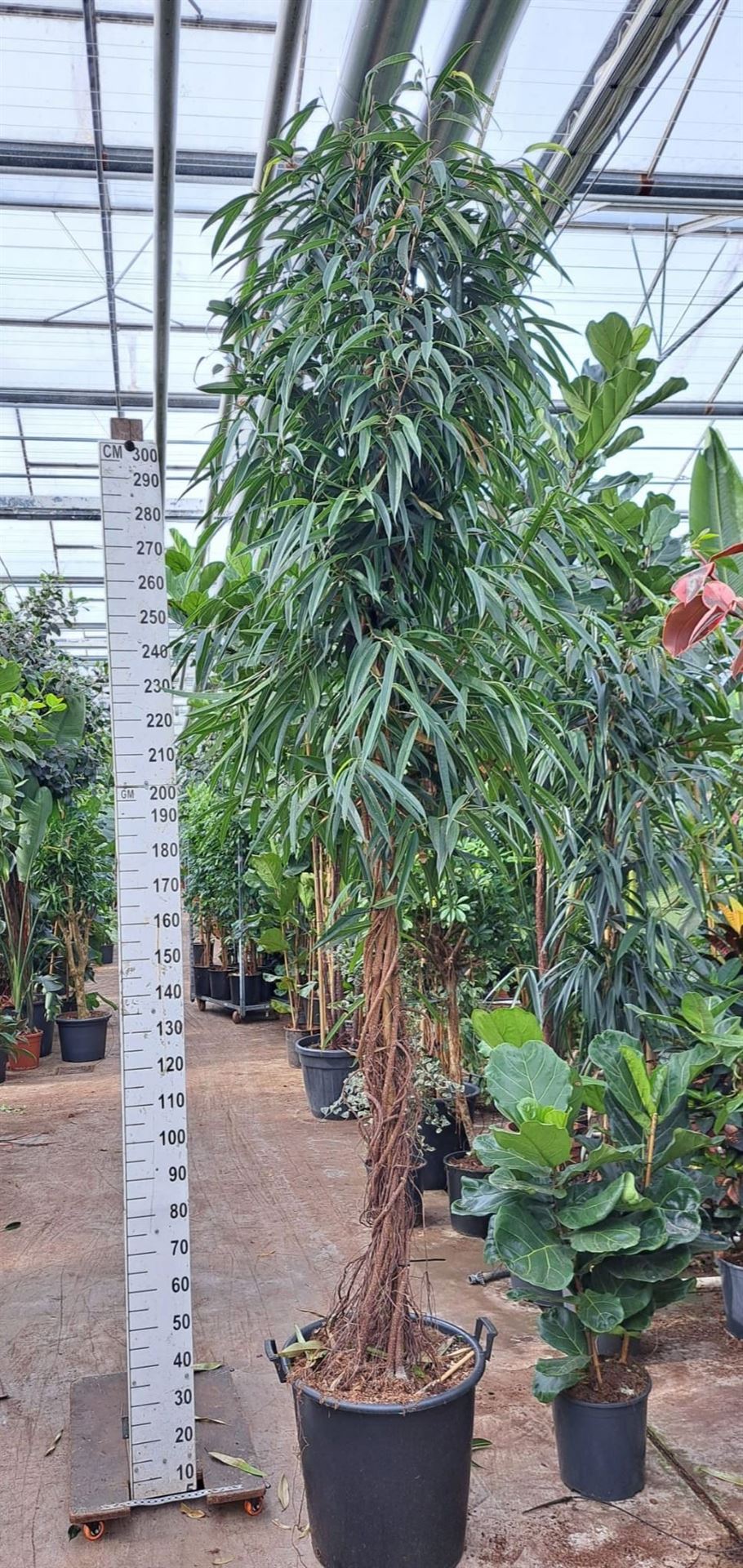 Fic Bin Alii 60Ø 325cm