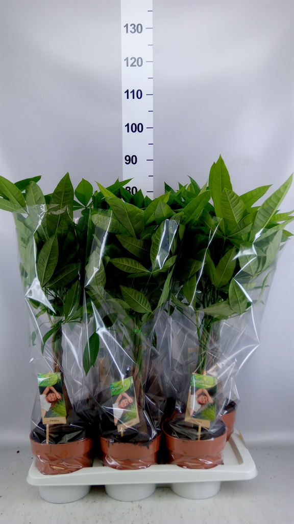 Pachira Aquatica 17Ø 65cm