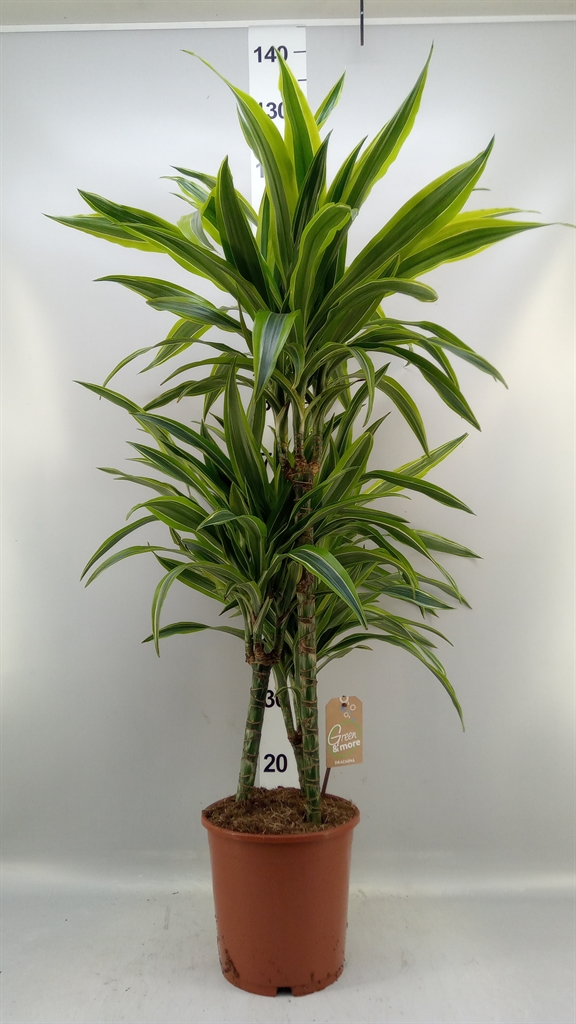 Dracaena Lemon Lime 21Ø 120cm