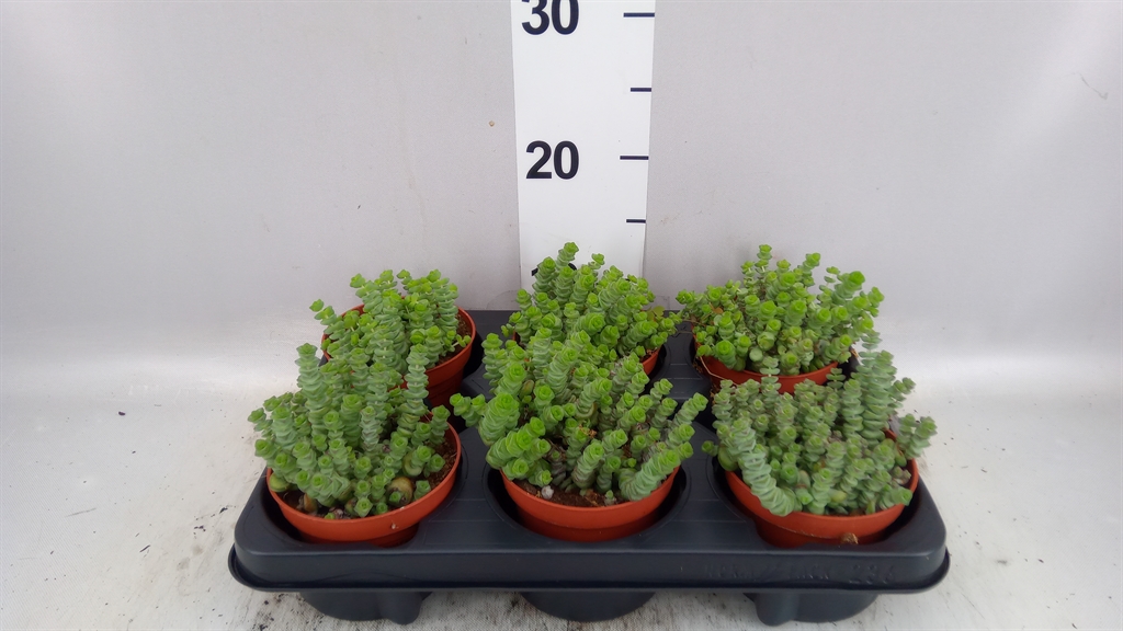 Crass Hottentot 11Ø 15cm
