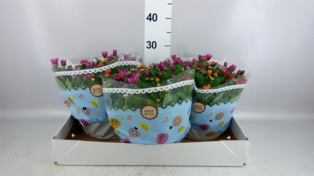 Chrysanth Mount Aubisque Mix 23Ø 27cm