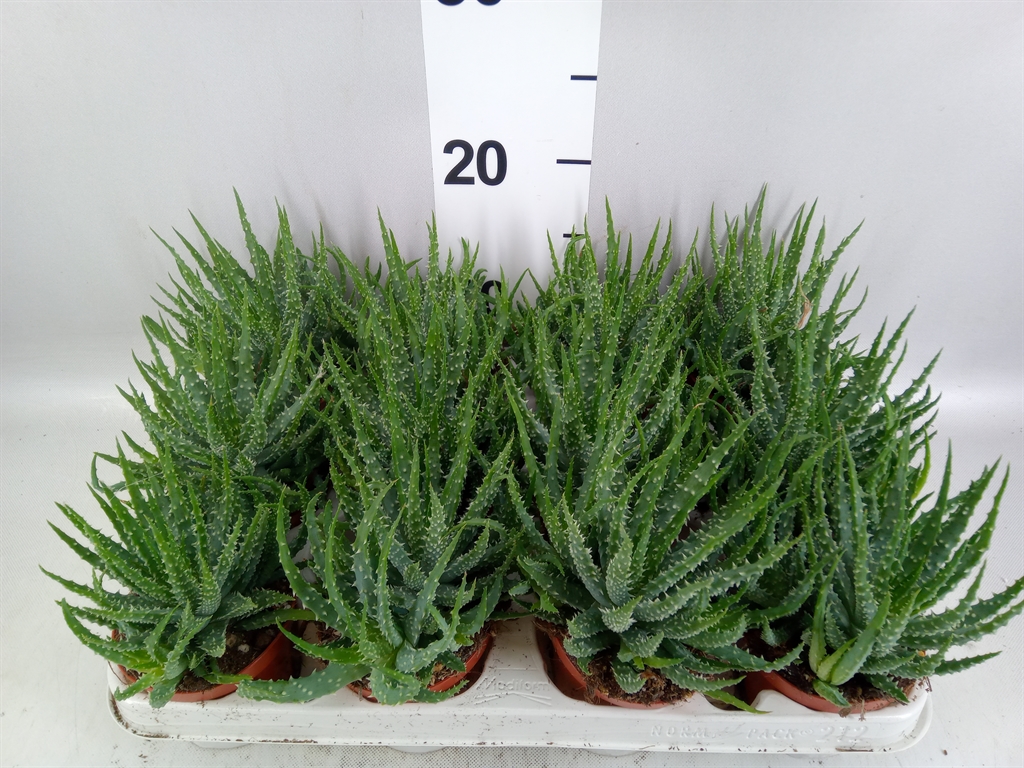 Aloe Humilis 8Ø 10cm