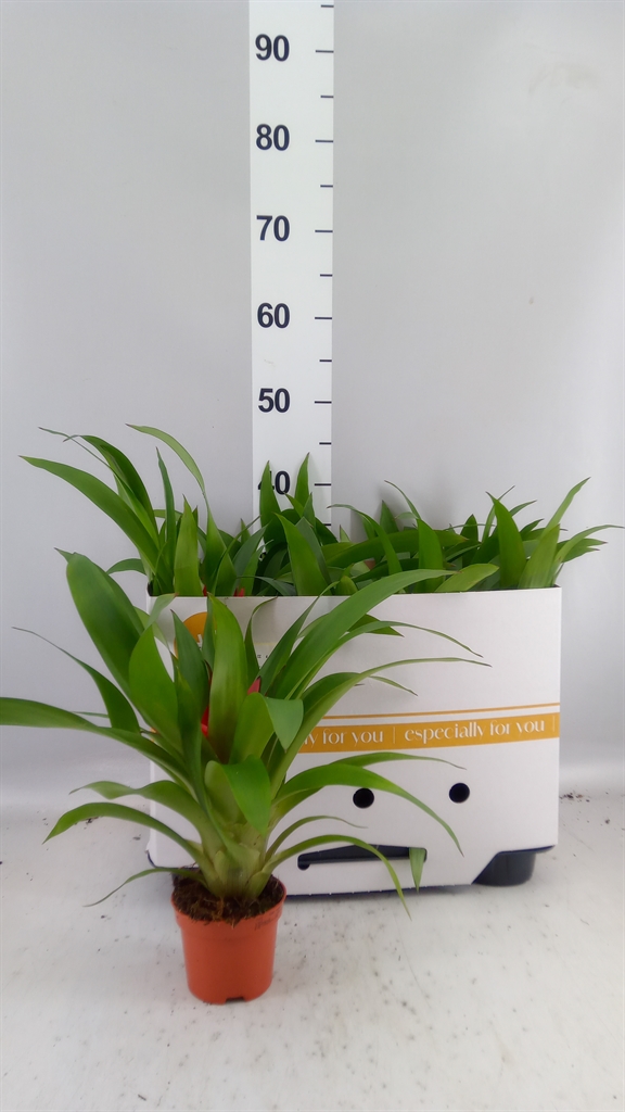 Guzmania Blitz 9Ø 25cm