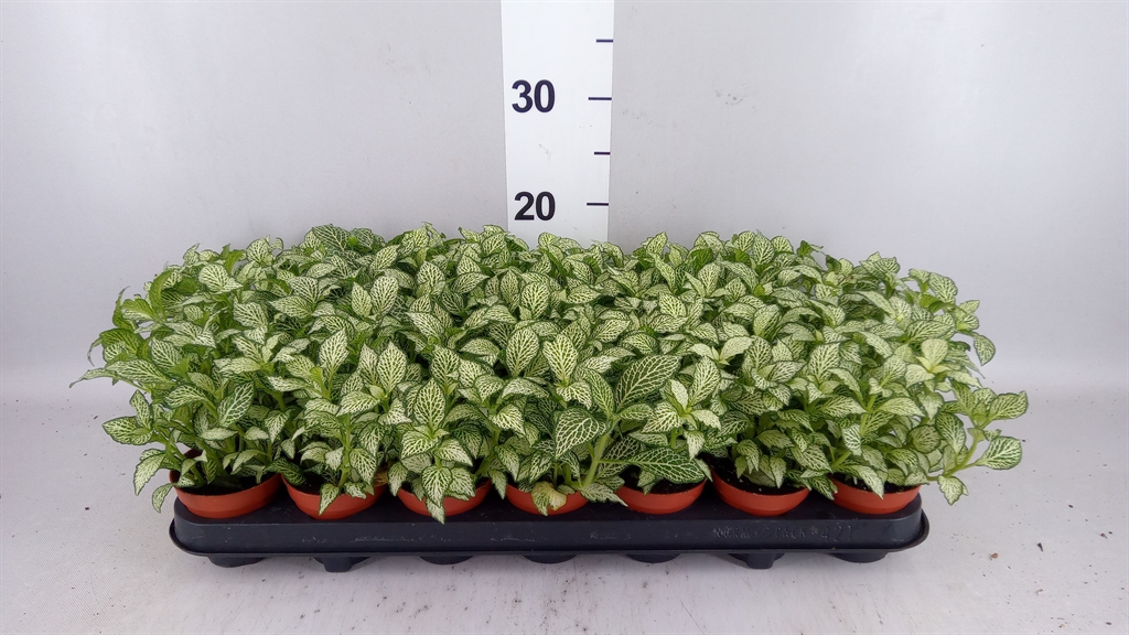 Fittonia Mosaic White Forest Flame 8Ø 15cm
