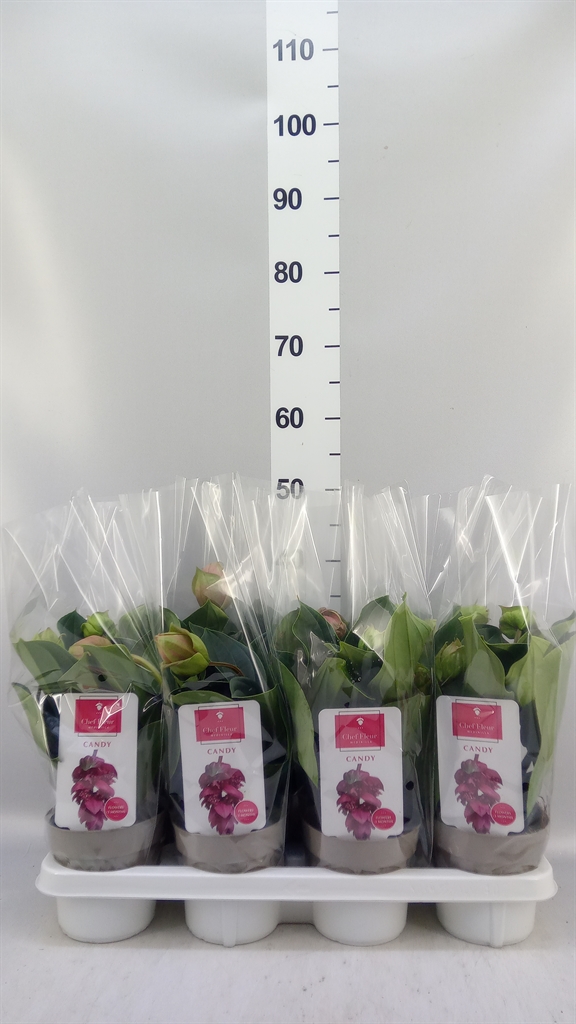 Medinilla Candy 14Ø 30cm 3bl