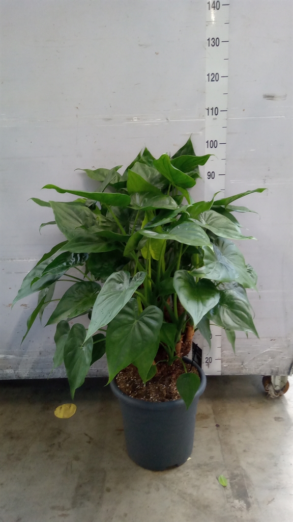 Alocasia Overig 32Ø 90cm