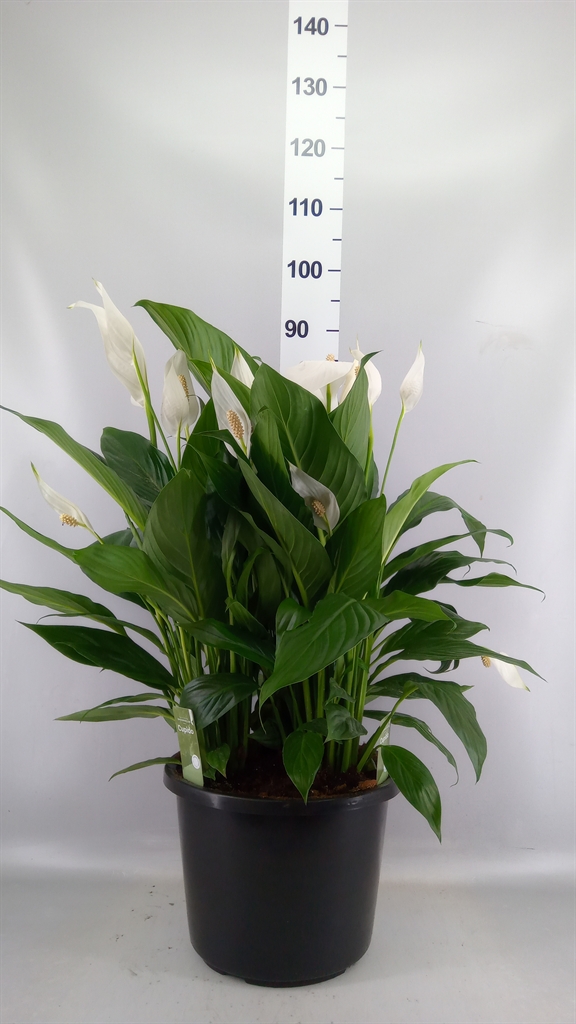 Spathiphyllum Bingo Cupido 32Ø 90cm