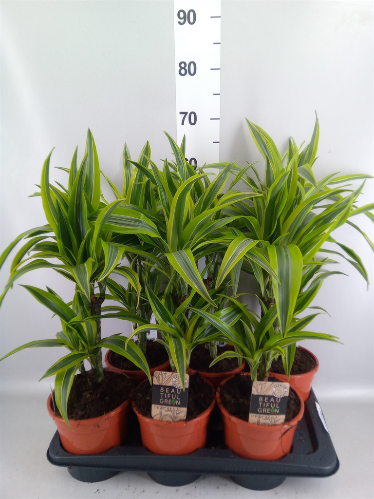 Dracaena Lemon Lime 17Ø 70cm