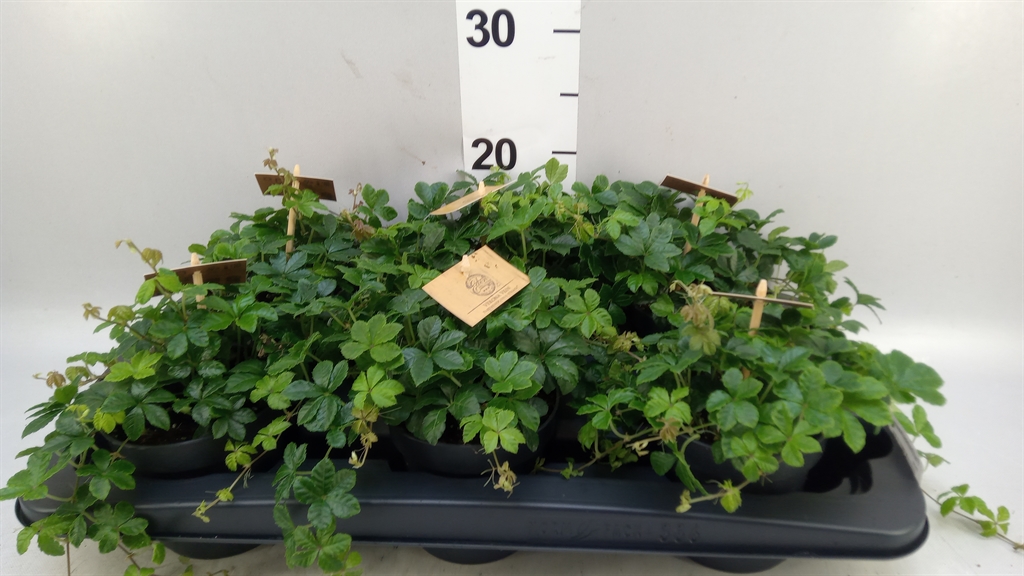 Parthenocissus Inserta 12Ø 20cm