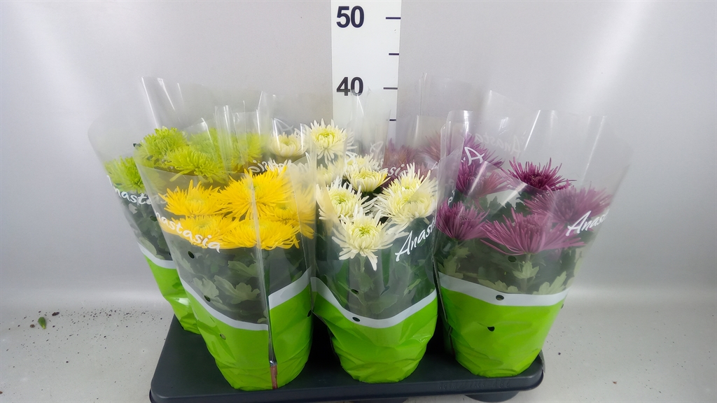 Chrysanth Anastasia Mix 15Ø 33cm