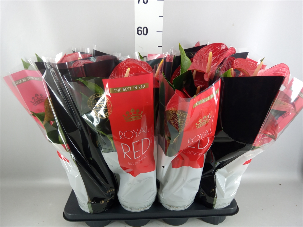 Anthurium Querida 14Ø 50cm